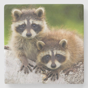 Racoon Stone Coaster
