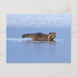 Racoon Swimming Photo Postcard