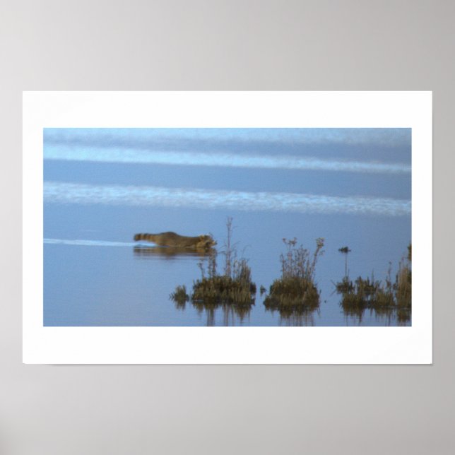Racoon Swimming Photo Poster (Front)