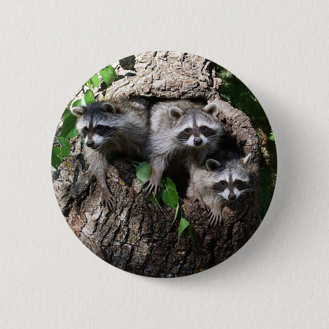 Racoon - The Three Amigos 6 Cm Round Badge (Front)