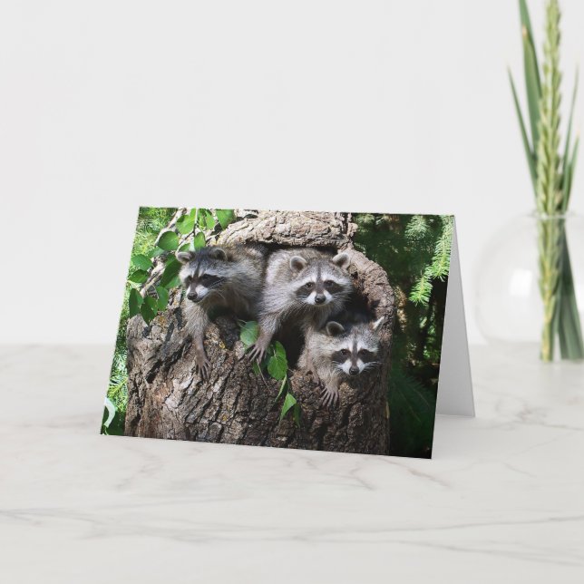 Racoon - The Three Amigos Card (Front)