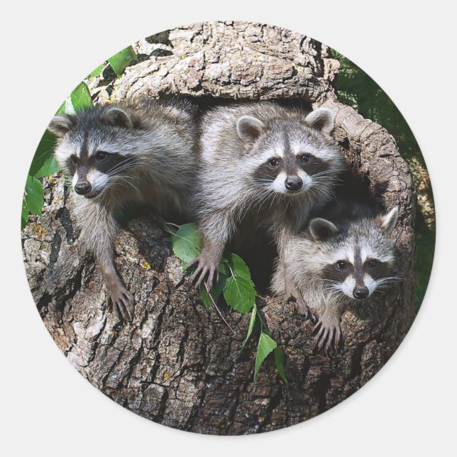Racoon - The Three Amigos Classic Round Sticker (Front)