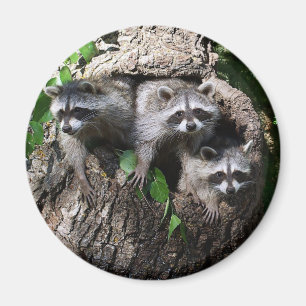 Racoon - The Three Amigos Magnet