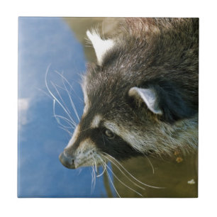 Racoon Tile