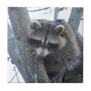 Racoon Tile