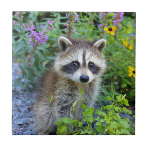 Racoon tile