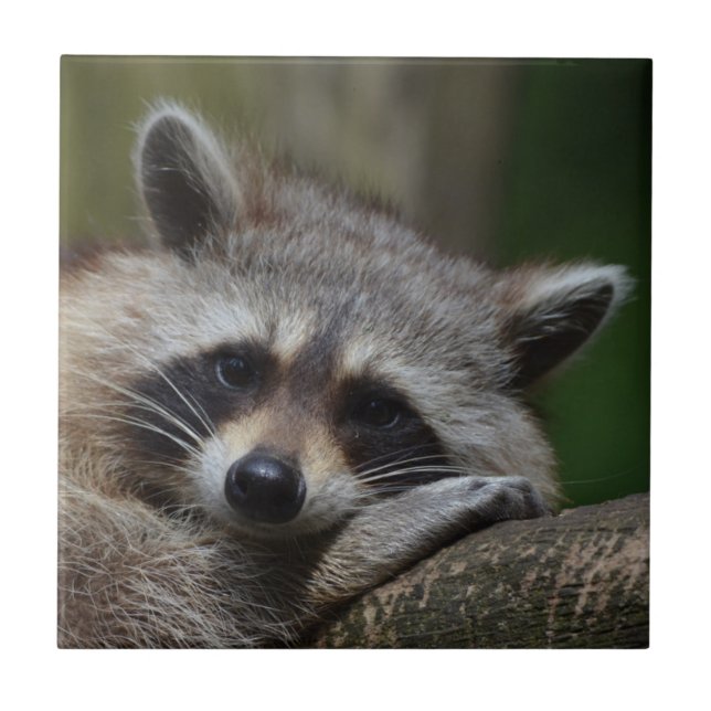 Racoon Tile (Front)