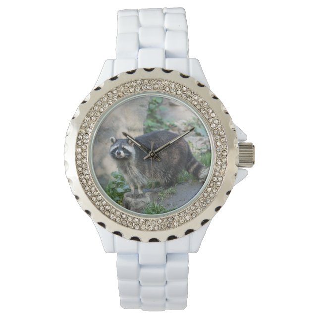 Racoon Watch (Front)