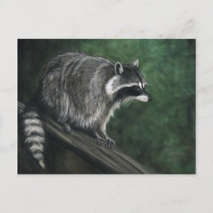 "Racoon" Wildlife art Postcards