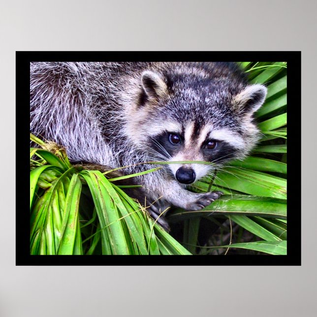Racoon Wildlife Photography Poster (Front)