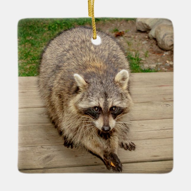 Racoon with a chip ceramic ornament (Front)