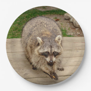 Racoon with a chip paper plate