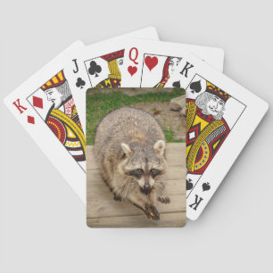 Racoon with a chip playing cards