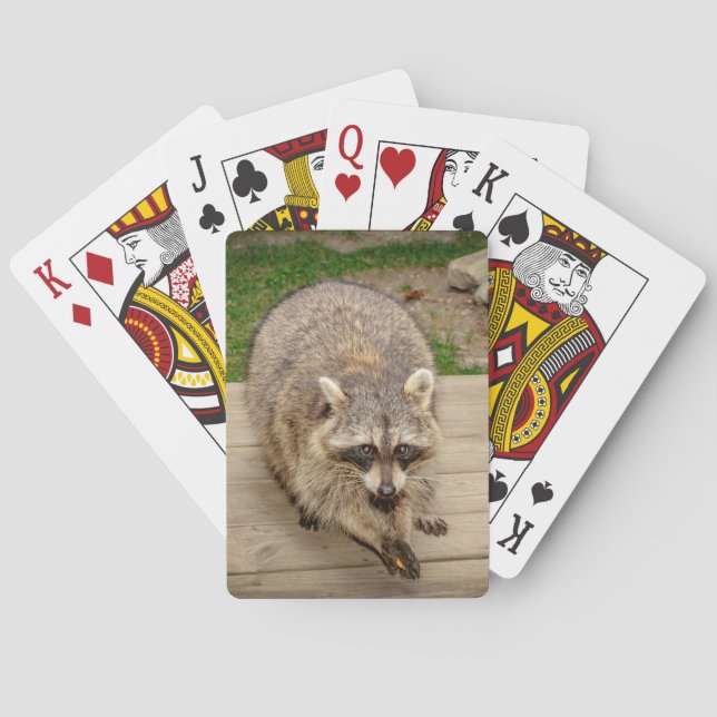 Racoon with a chip playing cards (Back)