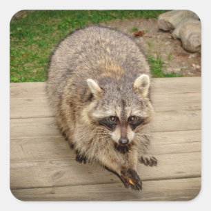 Racoon with a chip square sticker