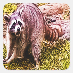 Racoon With A Fleur De Lis Sticker