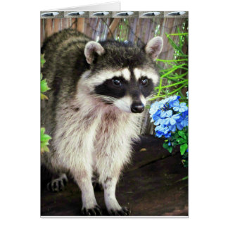 Racoon With Blue Flowers And Feathers