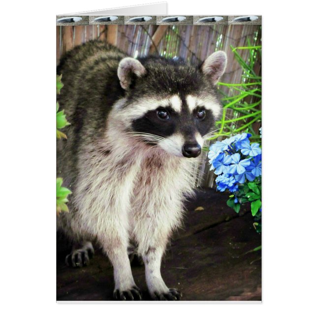 Racoon With Blue Flowers And Feathers (Front)