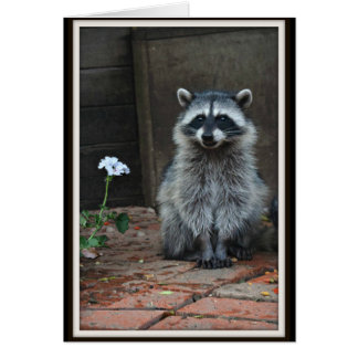 Racoon with White Flower