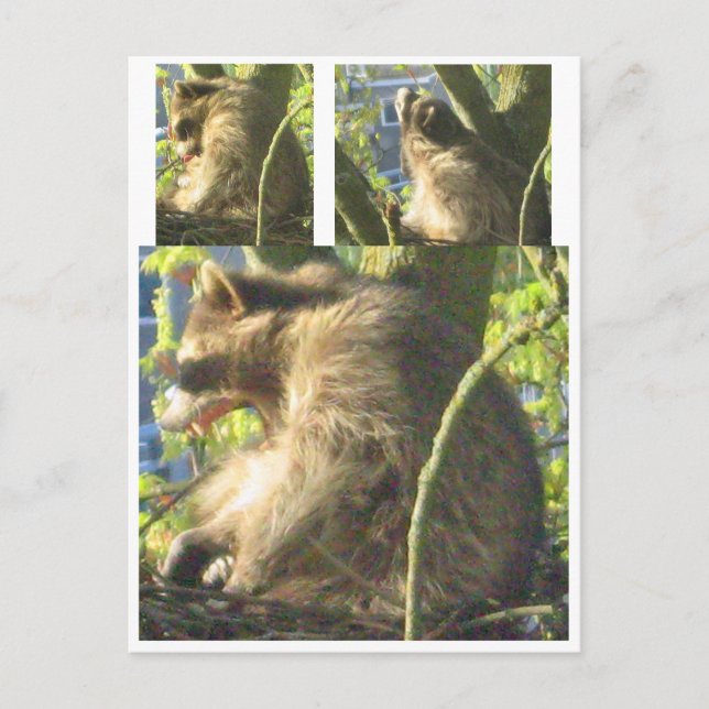 Racoon Yawning Postcard (Front)
