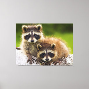 Racoons Canvas Print