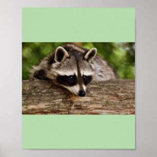 racoons  poster