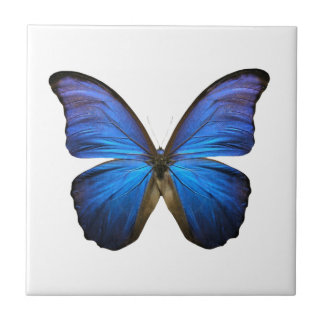 Radiant Blue Butterfly Tile