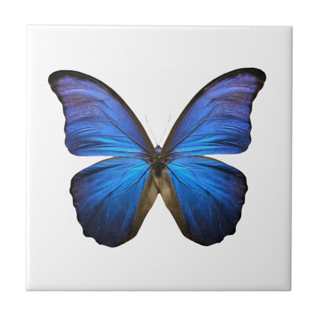 Radiant Blue Butterfly Tile (Front)