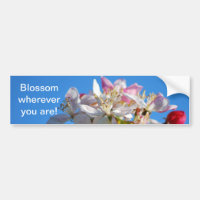 Radiant cherry blossom