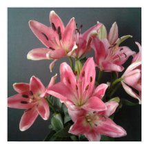 Radiant Grace:  Pink Lilies in Bloom
