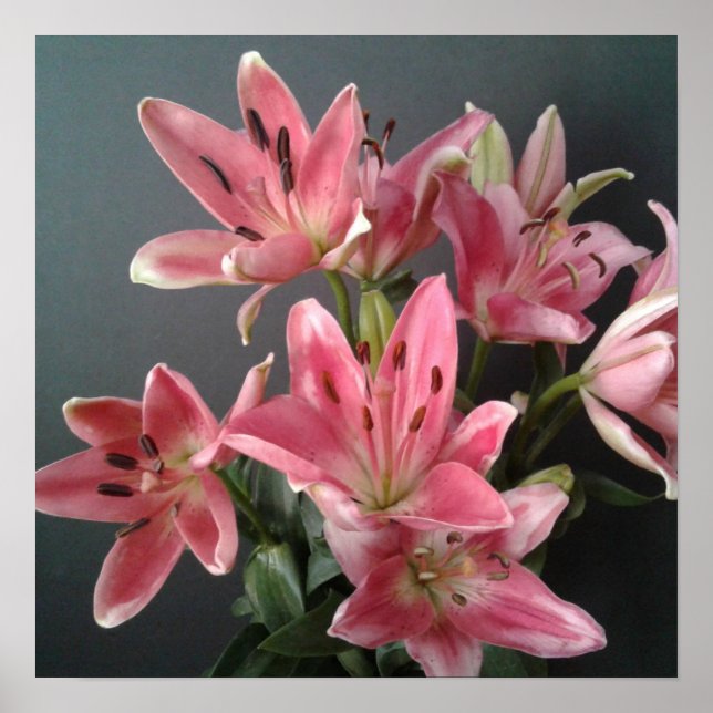 Radiant Grace:  Pink Lilies in Bloom Poster (Front)
