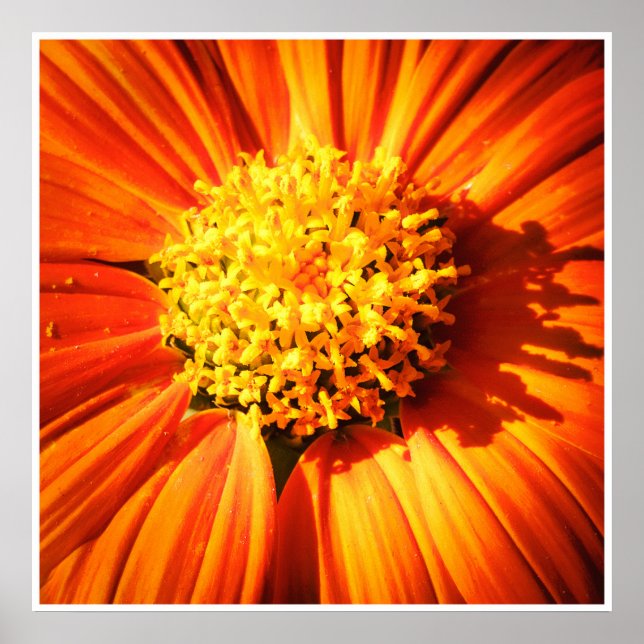 Radiant Orange Flower Macro Wall Art Print Photo (Front)