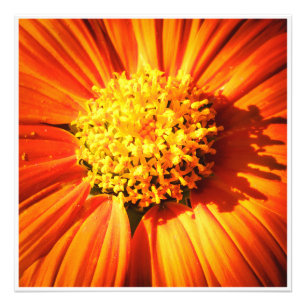 Radiant Orange Flower Macro Wall Art Print Photo
