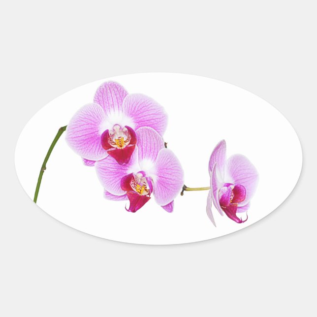 Radiant Orchid Closeup Photograph Oval Sticker (Front)