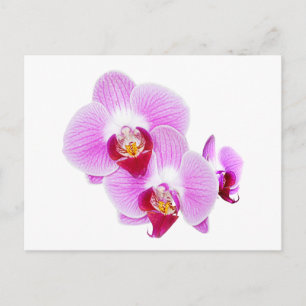 Radiant Orchid Closeup Photograph Postcard