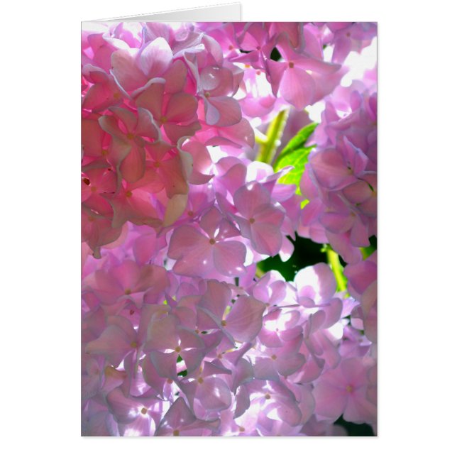 Radiant Pink Hydrangeas, pink flowers pink flowers (Front)