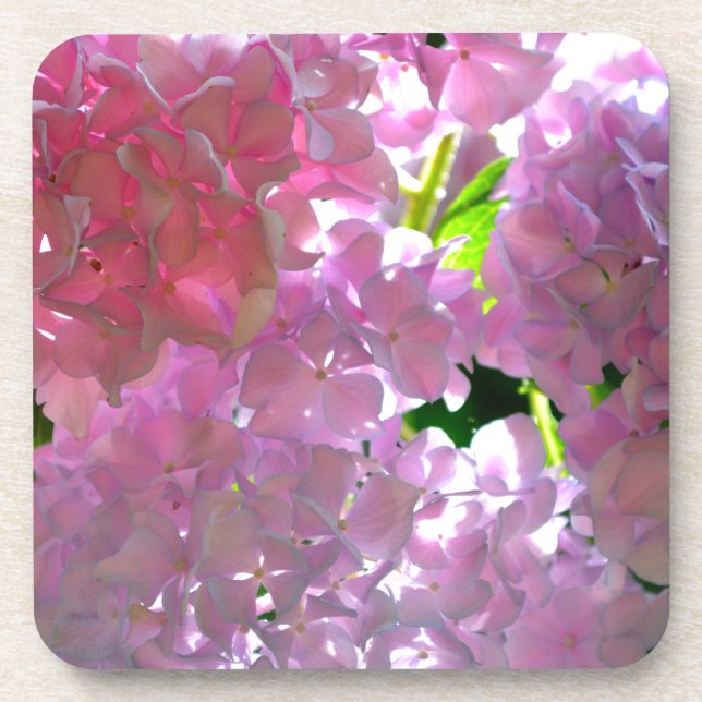 Radiant Pink Hydrangeas, pink flowers pink flowers Coaster (Front)