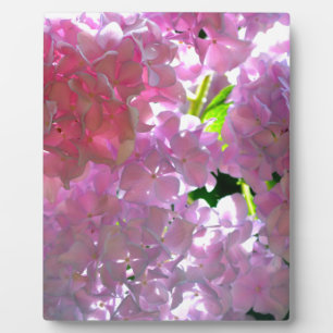 Radiant Pink Hydrangeas, pink flowers pink flowers Plaque