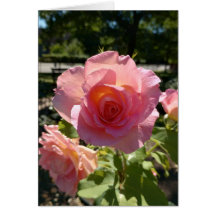Radiant Pink Tea Rose Blank Card