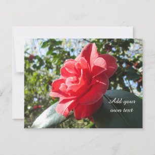 Radiant Red Camellia - Personalised Postcard