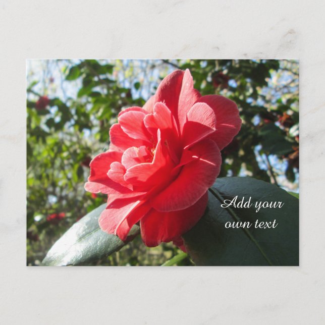 Radiant Red Camellia - Personalised Postcard (Front)