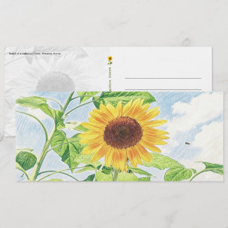 Radiant Sunflower Sketch - Postcard