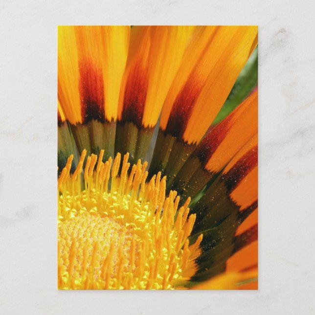 Radiant Treasure Flower Botanical Photo Postcard (Front)