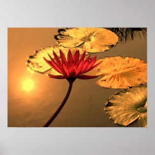Radiant Water Lily with the Sun Reflecting Poster