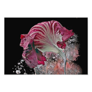 Radicchio... Photo Print