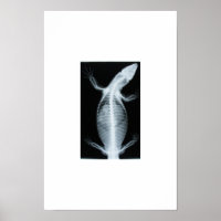 radiograph monitor