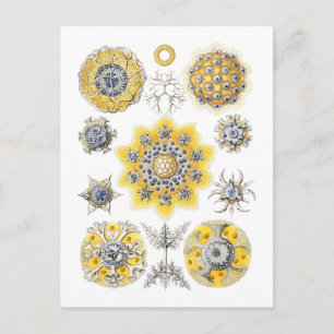 Radiolarians – amoeboid protozoans postcard