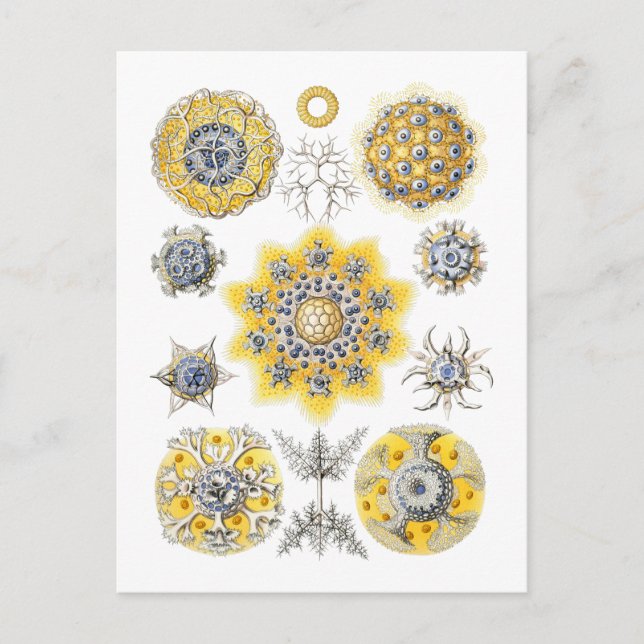 Radiolarians – amoeboid protozoans postcard (Front)