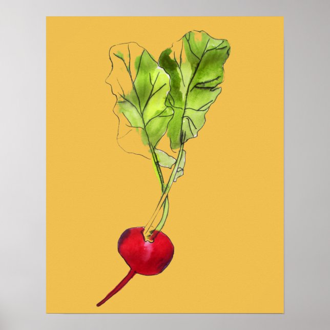Radish vegetable illustration watercolour art poster (Front)