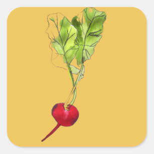 Radish vegetable watercolour illustration art square sticker